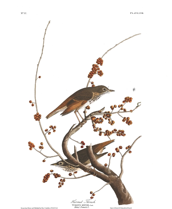 A pair of Hermit Thrushes in a bare-leaved branch with red berries, painted by John James Audubon